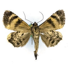 /filer/webapps/moths/media/images/E/excavata_Metatacha_AM_Basquinb.jpg