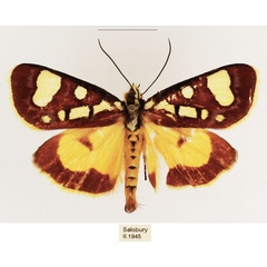 /filer/webapps/moths/media/images/L/latreillii_Mitrophrys_AM_TMSA_03.jpg