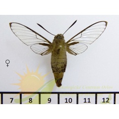 /filer/webapps/moths/media/images/R/rufescens_Cephonodes_AF_SMCR_02.jpg