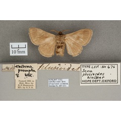 /filer/webapps/moths/media/images/P/plusioides_Sena_HT_OUMNH_02.jpg