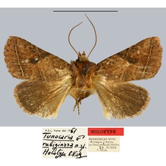 /filer/webapps/moths/media/images/R/rubiginosa_Tunocaria_HT_MNHN.jpg