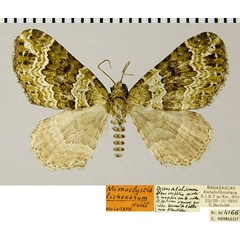 /filer/webapps/moths/media/images/L/lichenarum_Mimoclystia_HT_ZSMa.jpg