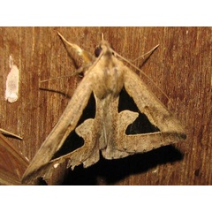 /filer/webapps/moths/media/images/B/binaria_Parachalciope_A_Goff_02.jpg