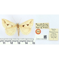 /filer/webapps/moths/media/images/M/monoplaneta_Parachalciope_HT_BMNH.jpg