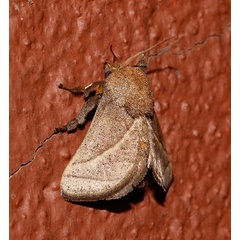 /filer/webapps/moths/media/images/C/convergens_Neomocena_A_Roland_01.jpg