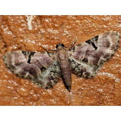 /filer/webapps/moths/media/images/S/somereni_Eupithecia_A_Voaden.jpg