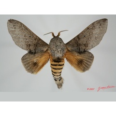 /filer/webapps/moths/media/images/G/greyi_Gastroplakaeis_A_Alberta_01.jpg