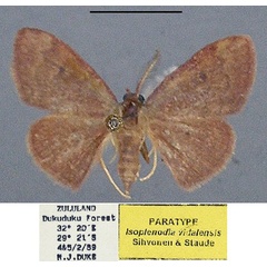 /filer/webapps/moths/media/images/V/vidalensis_Isoplenodia_PTM_TMSA.jpg