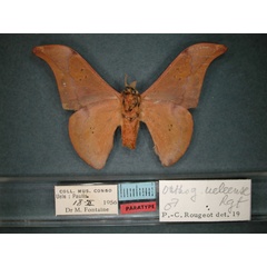 /filer/webapps/moths/media/images/U/ueleense_Orhtogonioptilum_PT_RMCA_02.jpg