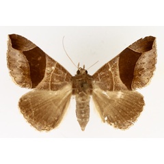 /filer/webapps/moths/media/images/C/conjunctura_Bastilla_AF_TMSA_01.jpg