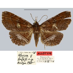 /filer/webapps/moths/media/images/D/dufayi_Aburina_AT_MNHN.jpg