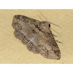 /filer/webapps/moths/media/images/M/mendax_Pericyma_A_Goff.jpg