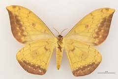 Aurivillius jolyanorum