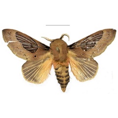 /filer/webapps/moths/media/images/K/knudlarseni_Leptometa_PTM_Mueller_02.jpg