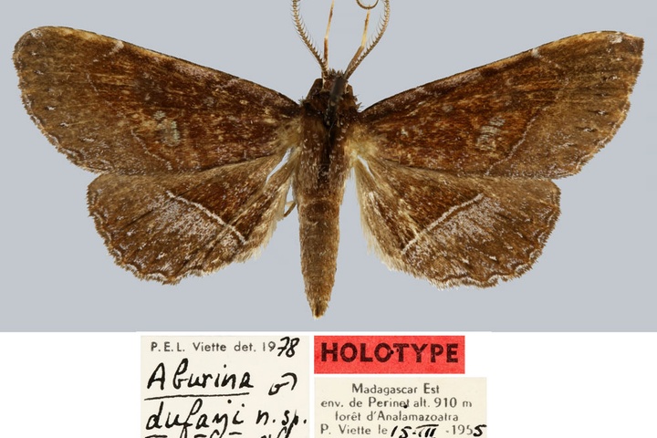 /filer/webapps/moths/media/images/D/dufayi_Aburina_HT_MNHN.jpg