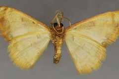 Heterostegane pulchra