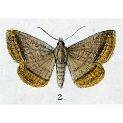 /filer/webapps/moths/media/images/A/arefacta_Remigia_HT_Swinhoe_48_2.jpg