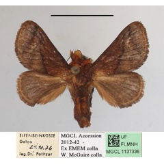 /filer/webapps/moths/media/images/P/pepon_Phorma_A_MGCLa_01.JPG