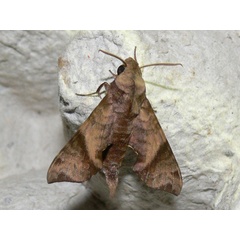 /filer/webapps/moths/media/images/I/iapygoides_Temnora_A_Goff_03.jpg