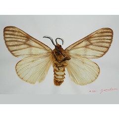 /filer/webapps/moths/media/images/V/venata_Anaphe_A_Albertb_01.jpg