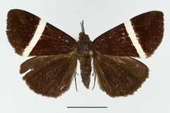 Dichromia nasuta
