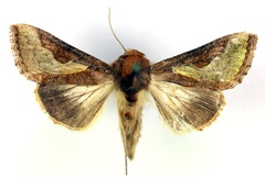 /filer/webapps/moths/media/images/O/orichalcea_Trichoplusia_A_RMCA.jpg