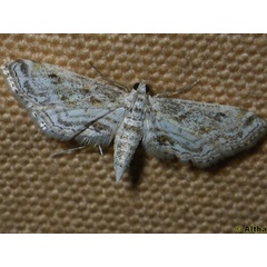 /filer/webapps/moths/media/images/D/diminutalis_Parapoynx_A_Liebenberg_01.jpg