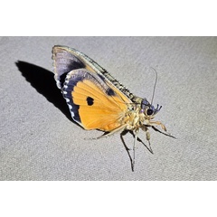 /filer/webapps/moths/media/images/M/materna_Eudocima_A_Szabolcs_01.jpg