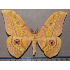 /filer/webapps/moths/media/images/A/aratus_Aurivillius_A_Goff_01.jpg