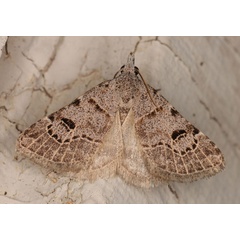 /filer/webapps/moths/media/images/V/venata_Polypogon_A_Heyns.jpg