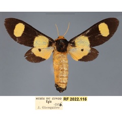 /filer/webapps/moths/media/images/P/picta_Casphalia_AF_RMCA.jpg
