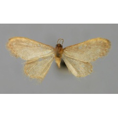 /filer/webapps/moths/media/images/T/tibbuana_Brachyglossina_PT_ZSM_02.jpg