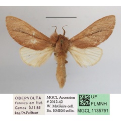 /filer/webapps/moths/media/images/M/minuta_Tricholoba_A_MGCLa_03.JPG
