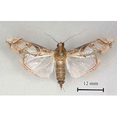 /filer/webapps/moths/media/images/A/africana_Terastia_AT_MGCL.jpg