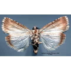 /filer/webapps/moths/media/images/S/squamifera_Lophoptera_HT_SNHMb.jpg