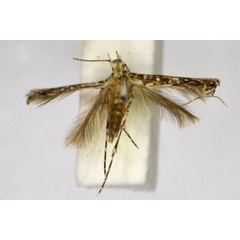 /filer/webapps/moths/media/images/G/globulifera_Conopobathra_PLT_BMNH.jpg