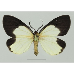 /filer/webapps/moths/media/images/D/doleris_Terina_AF_Basquin_01a.jpg