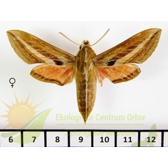 /filer/webapps/moths/media/images/S/schenki_Basiothia_AF_SMCR_02.jpg