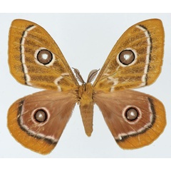 /filer/webapps/moths/media/images/Z/zaddachii_Bunaeopsis_AM_Basquin_02.jpg