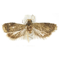 /filer/webapps/moths/media/images/S/stereoma_Coniostola_AM_Bassi.jpg