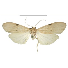 /filer/webapps/moths/media/images/C/costimacula_Archithosia_AM_MSNS.jpg