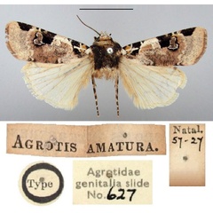 /filer/webapps/moths/media/images/A/amatura_Agrotis_HT_BMNH.jpg