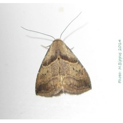 /filer/webapps/moths/media/images/D/dimorpha_Rivula_A_Bippus.jpg