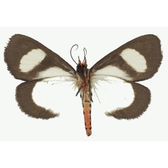 /filer/webapps/moths/media/images/L/leucomelas_Phaegorista_AF_Basquinb.jpg