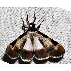 /filer/webapps/moths/media/images/M/melanoplaga_Audea_A_Braun_14.jpg