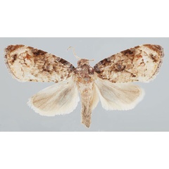 /filer/webapps/moths/media/images/A/analcis_Gibbalaria_AM_USNM.jpg