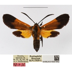 /filer/webapps/moths/media/images/S/setioides_Netrocera_AF_NHMUK.jpg