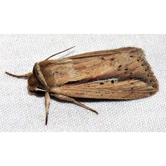 /filer/webapps/moths/media/images/T/tacuna_Mythimna_A_Braun_15.jpg