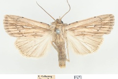 Mythimna rhabdophora