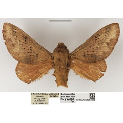/filer/webapps/moths/media/images/O/orientalis_Pallastica_AM_NHMUK_02.jpg